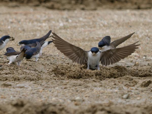 <h3><a href="/trips/extramadura/biota/animalia/chordata/aves/040 passeriformes/075 hirundinidae/delichon urbicum/delichon urbicum-nl.html">Delichon&nbsp;urbicum</a> / Common&nbsp;house&nbsp;martin / Huiszwaluw</h3>OM-1 Mark II met OLYMPUS M.150-400mm F4.5 TC, 1/2000 sec  bij F5.6, ISO 640, afstand 29.4&nbsp;m